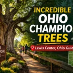 Ohio Champion Trees Lewis Center Ohio